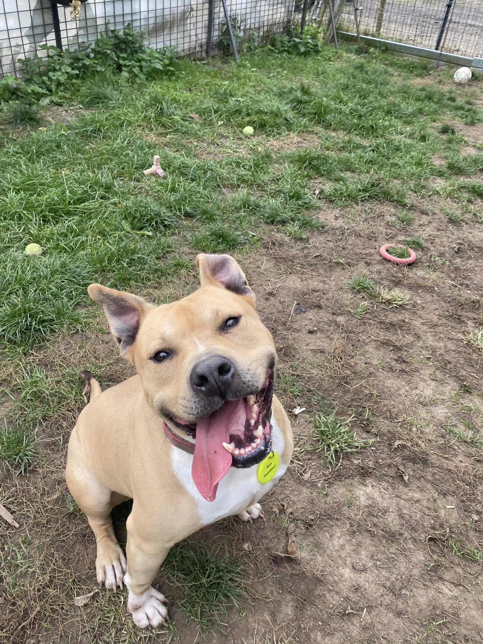 Roni – örökbefogadható kutya