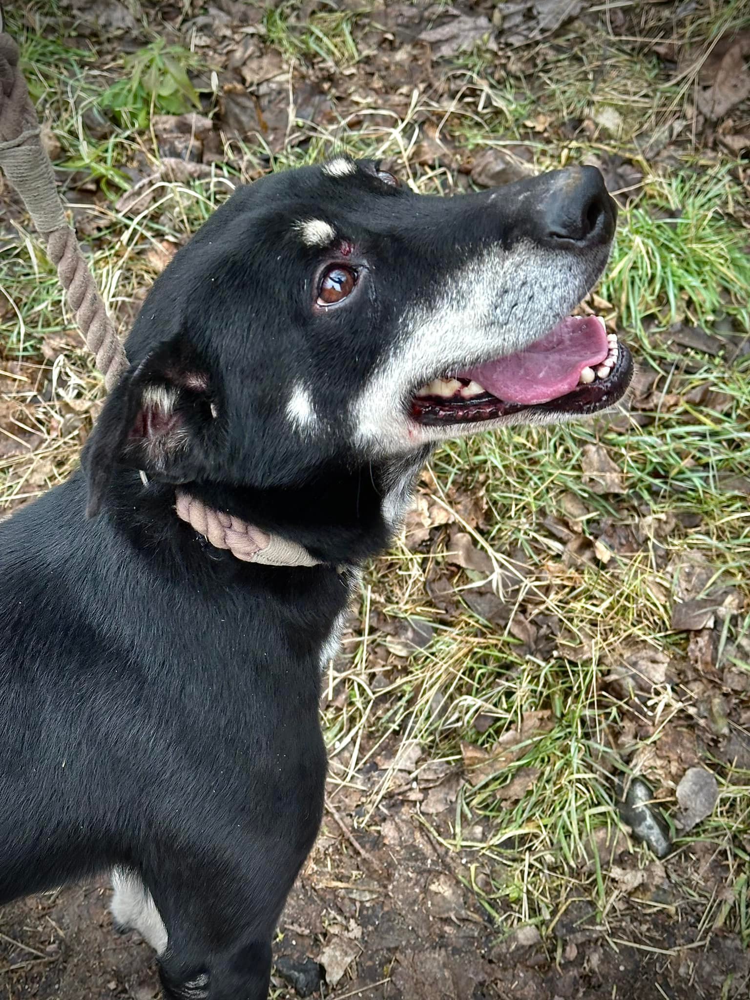 Mokka – örökbefogadható kutya