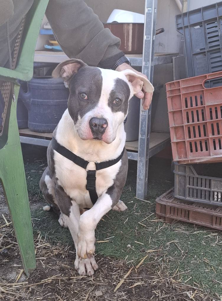 Viggo – örökbefogadható kutya