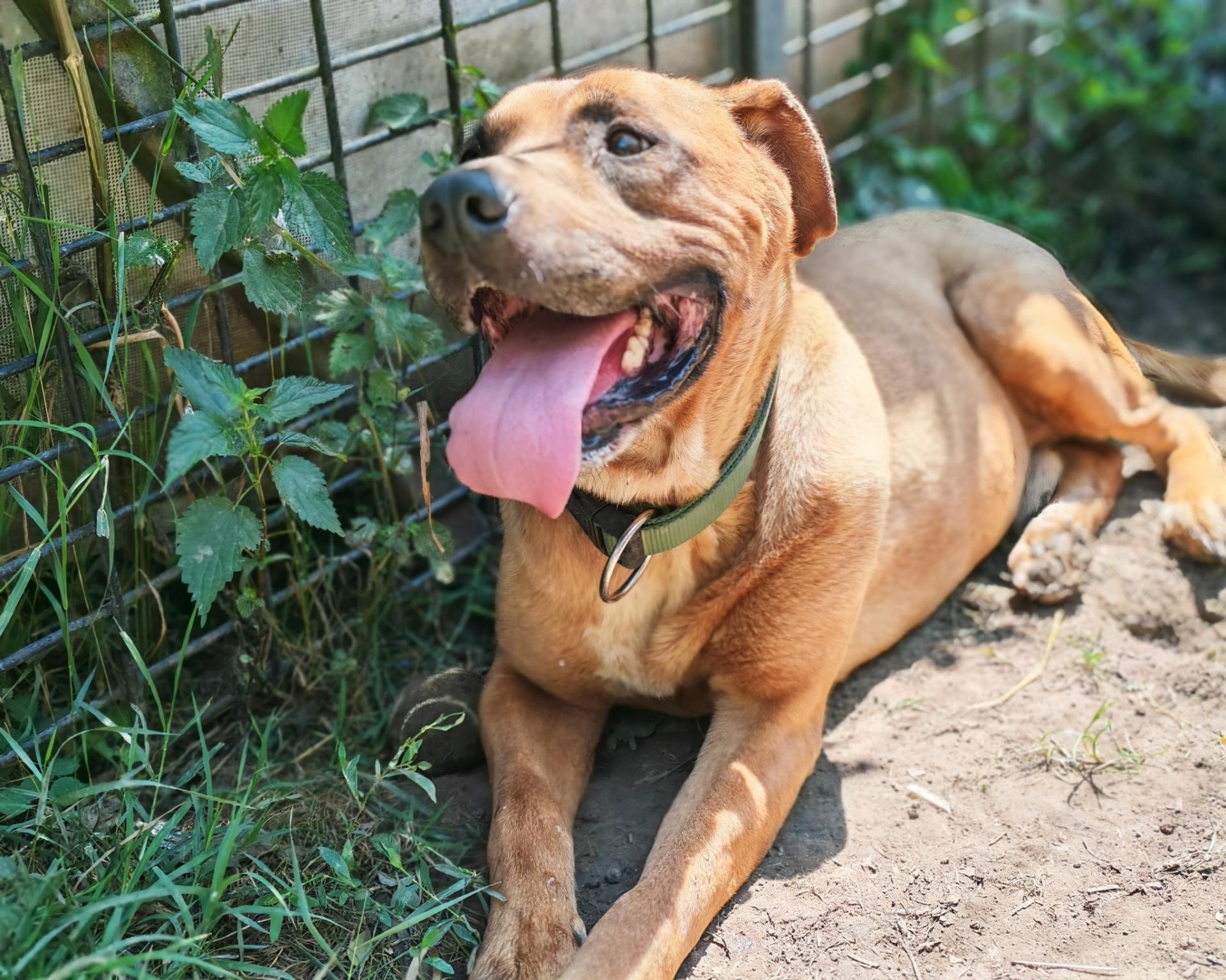 Bajnok – örökbefogadható kutya
