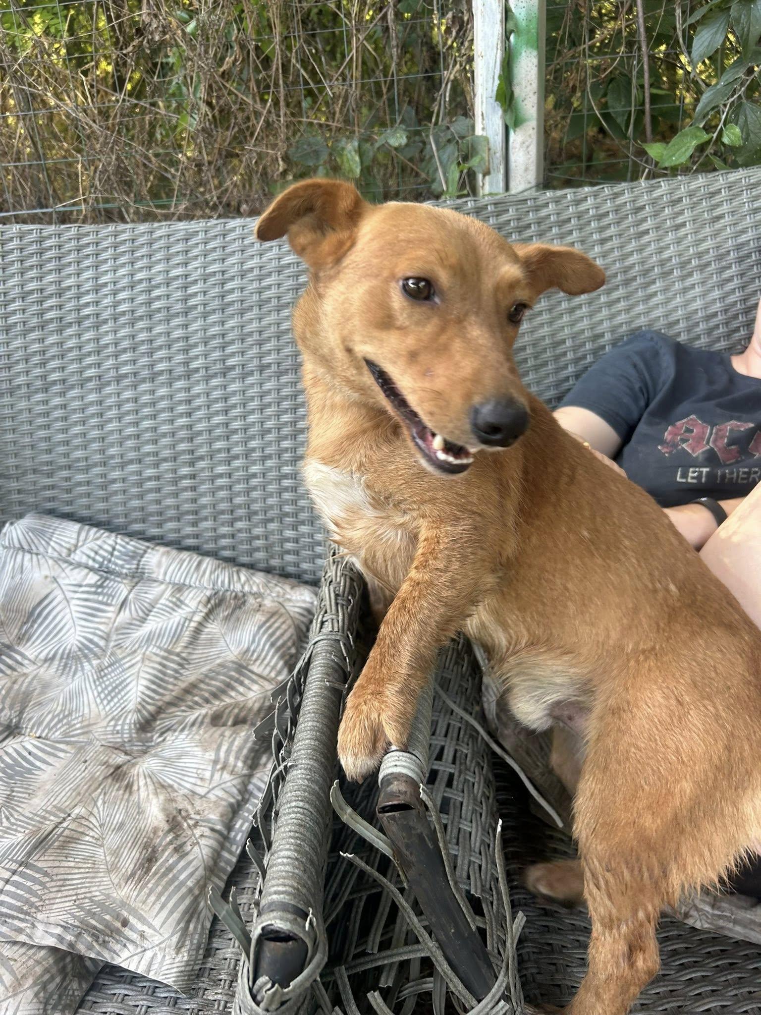 Soul – örökbefogadható kutya