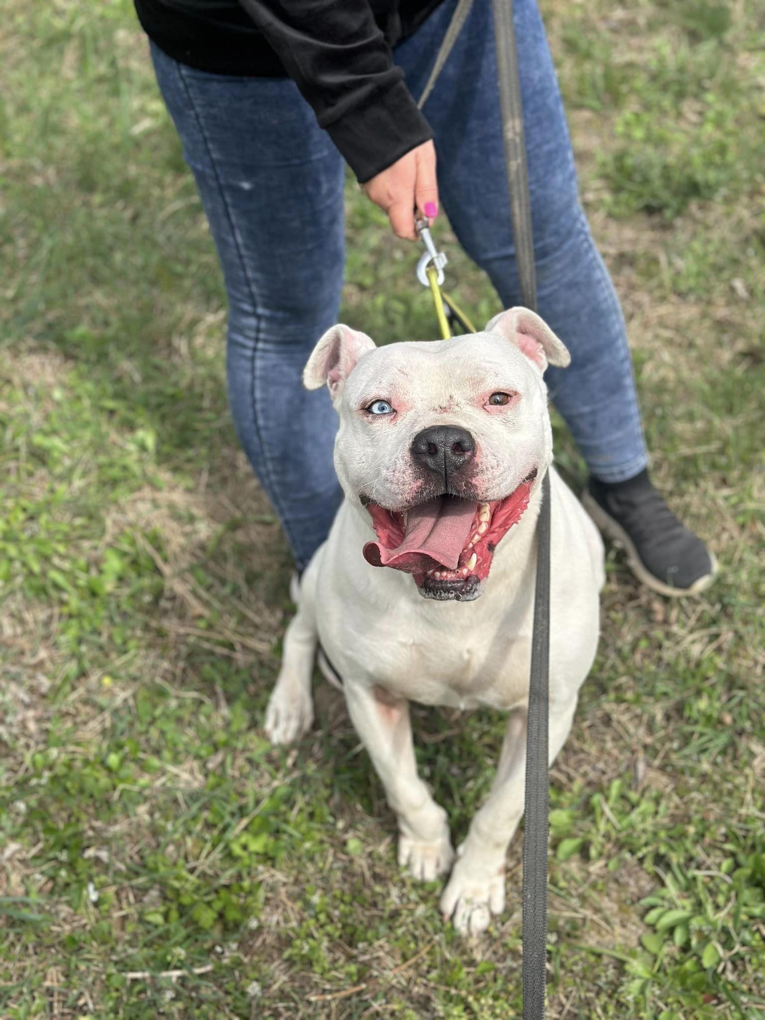 Drogo – örökbefogadható kutya