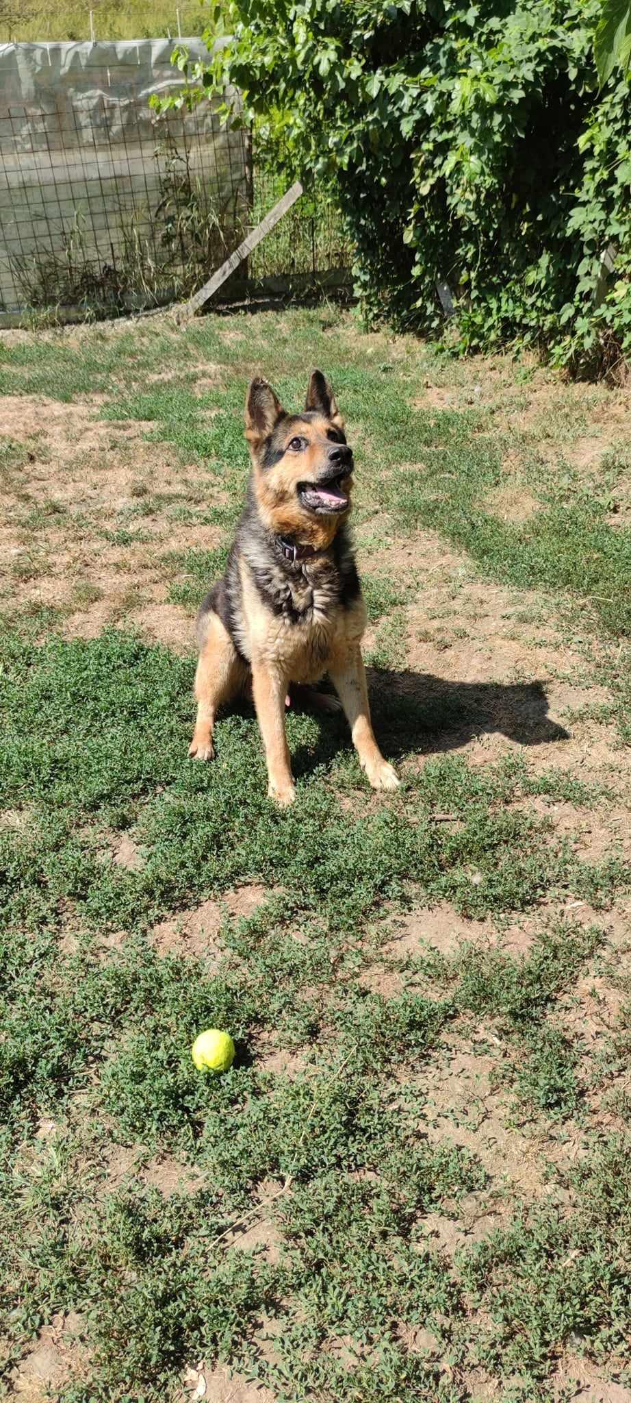 Gyömbér – örökbefogadható kutya