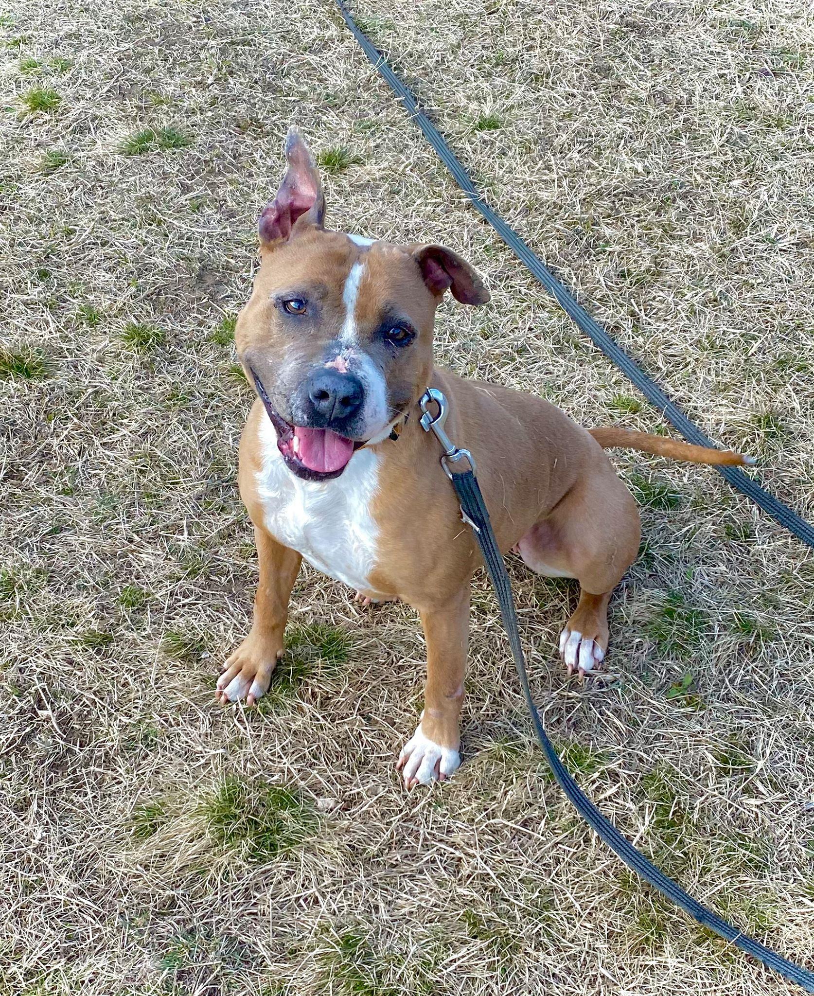 Kiara – örökbefogadható kutya