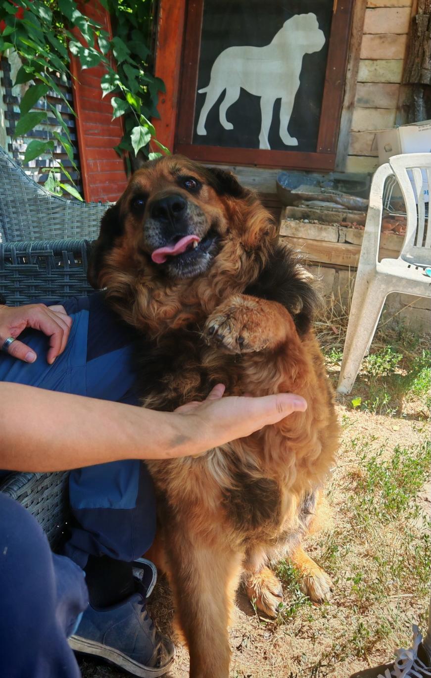 Mátyás – örökbefogadható kutya