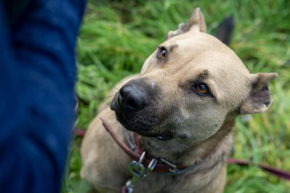 Suzy – örökbefogadható kutya