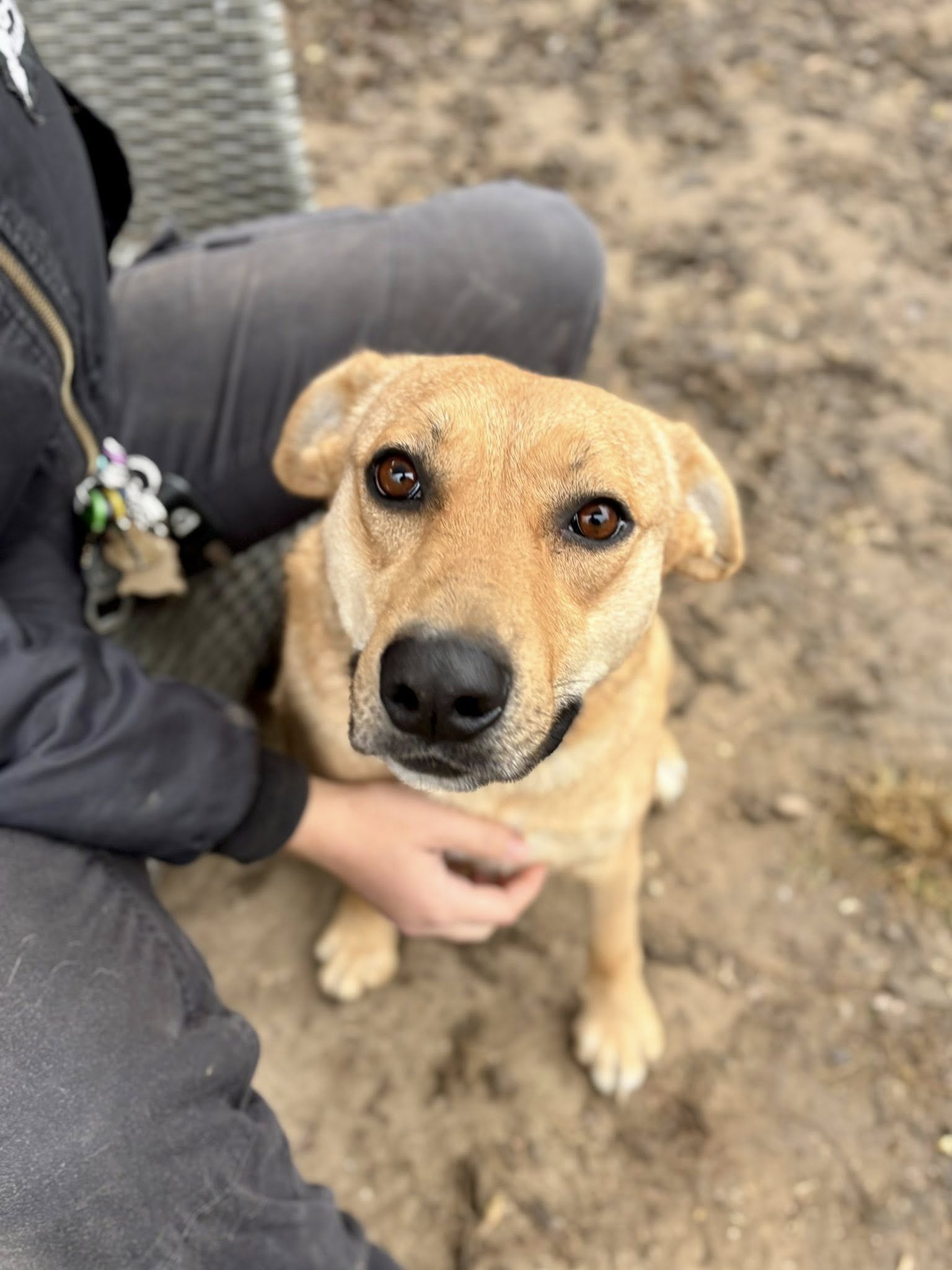 Csepke – örökbefogadható kutya