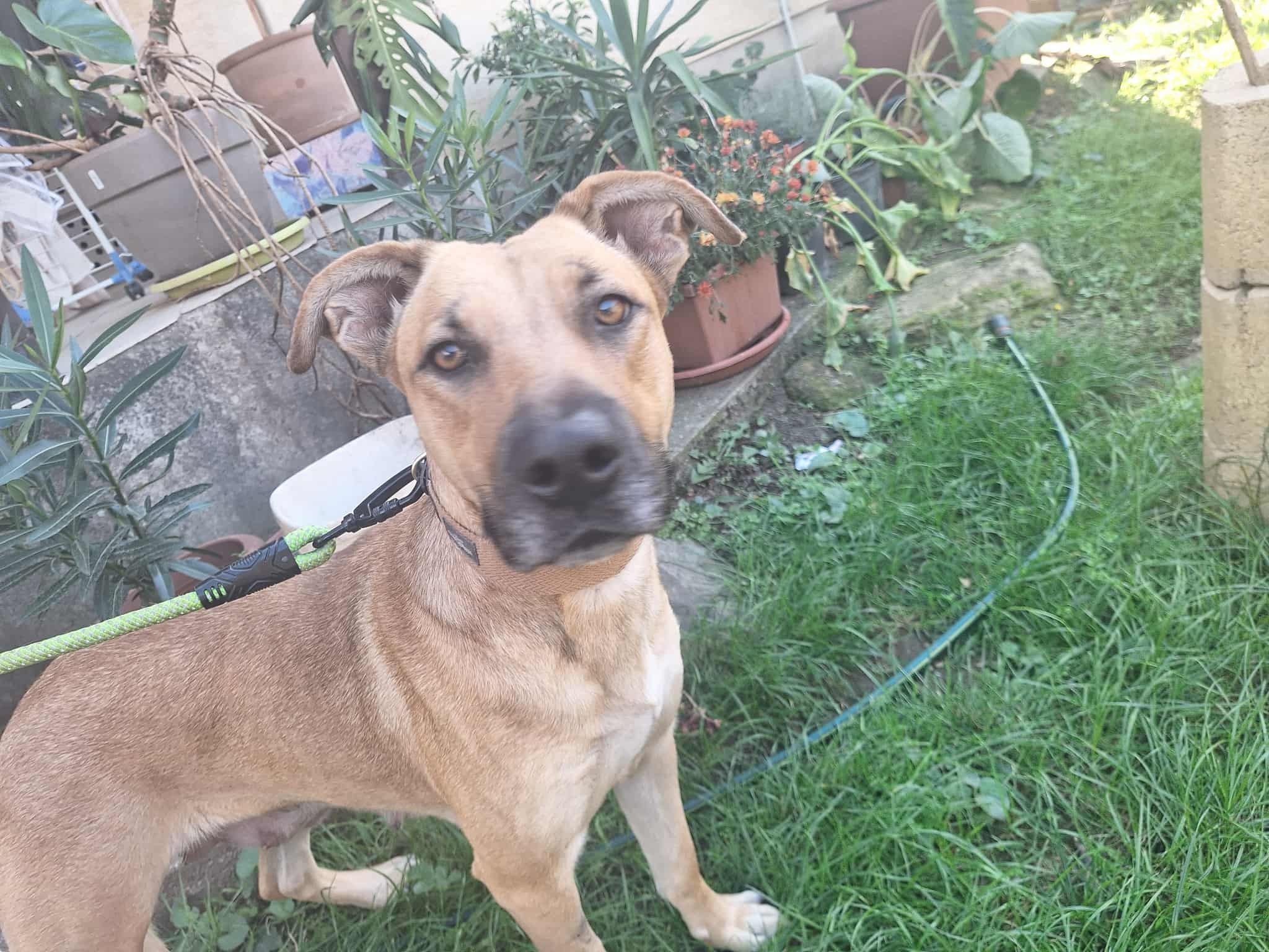 Iza – örökbefogadható kutya