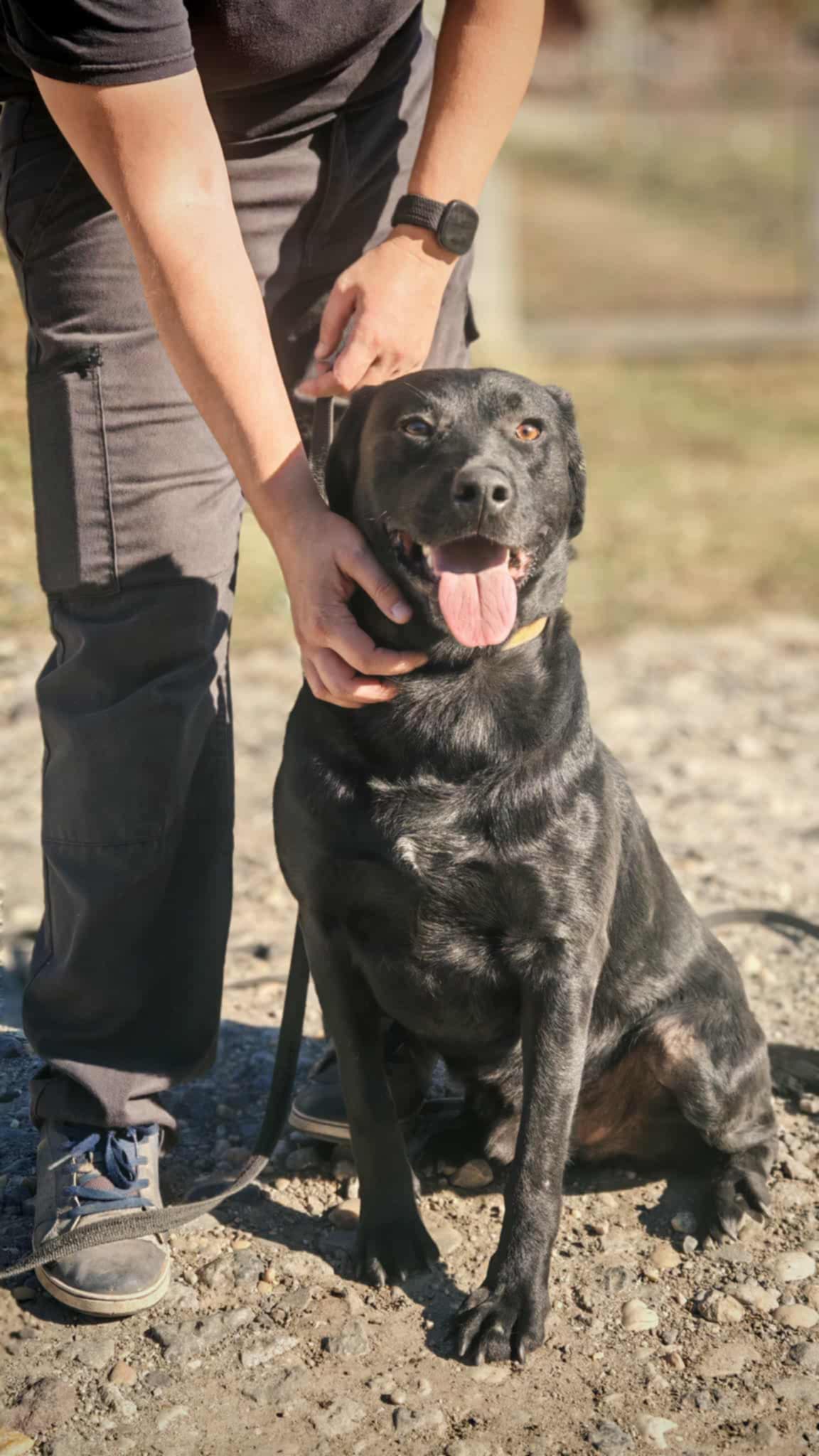 Nox – örökbefogadható kutya